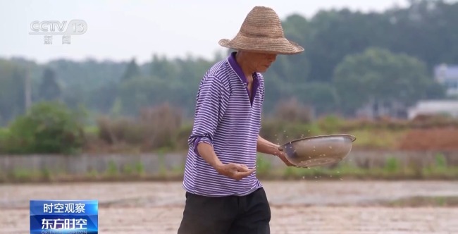 一碗大米見證中非友誼 雜交水稻在非洲的成長之旅