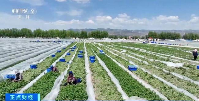 生產供應有保障！全國蔬菜價格進入季節性下行區間