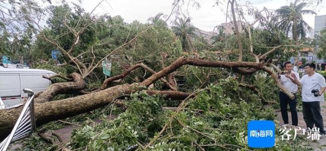 海口“花梨王”在台风中倒下 估价可达260万左右