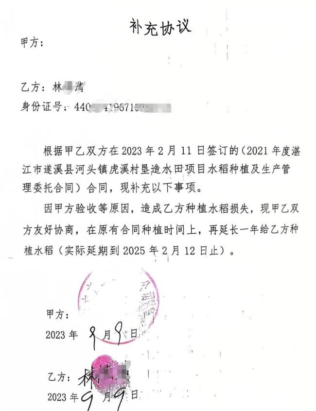 水稻因权属问题被毁掉 老农落泪 数百亩丰收在望稻田遭殃