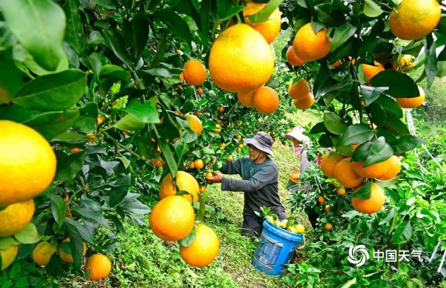 世界粮食日：金秋时节喜丰收 不负好“食”光