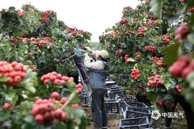 世界粮食日：金秋时节喜丰收 不负好“食”光