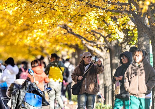 沈阳农业大学“敞开大门”迎市民观银杏赏秋色