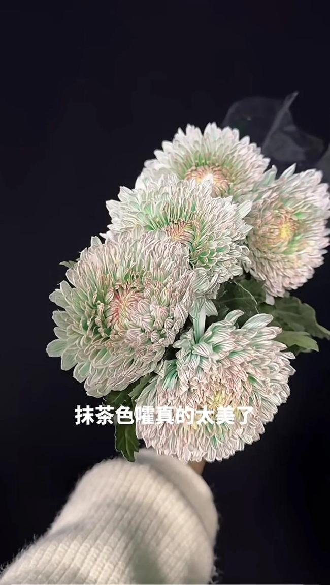 终于理解古时候有钱人家办赏菊茶会了