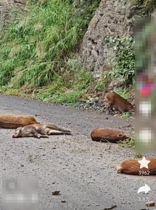 6野猪坠崖系被围猎 猎狗追捕致跳崖