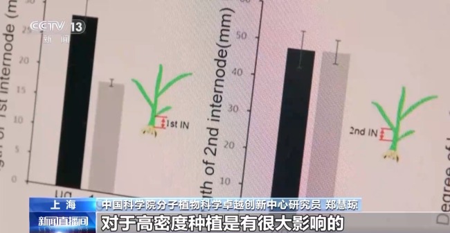 吃起來更甜？一起了解"太空水稻"和普通水稻的不同