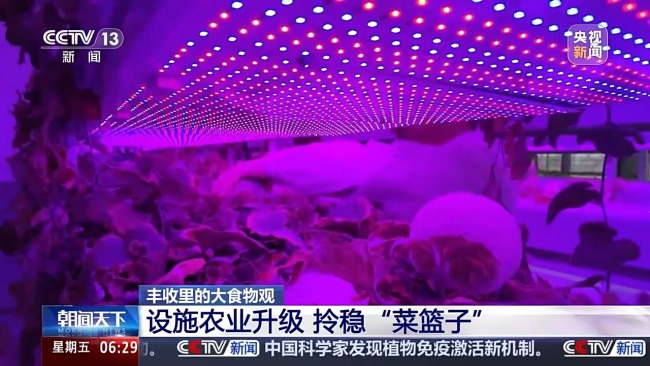 植物工厂长啥样？揭秘种菜“黑科技”