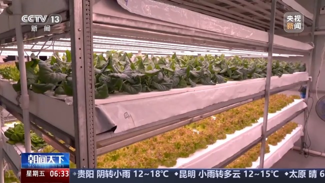 植物工廠長啥樣？揭秘種菜“黑科技”