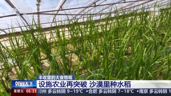 植物工厂长啥样？揭秘种菜“黑科技”