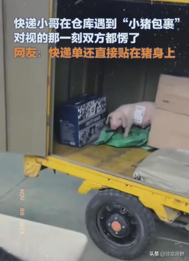 快递小哥遇到"小猪包裹" 网友：快递单直接贴在猪身上