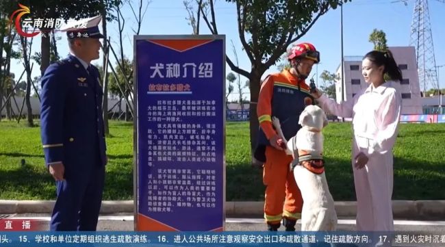 消防搜救犬广告大片反差感拉满 又帅又萌引关注