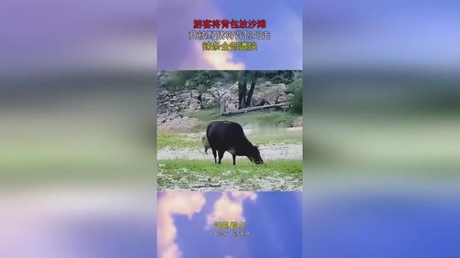 景区野猪大摇大摆叼走搭客背包 辣条被吃证件幸存