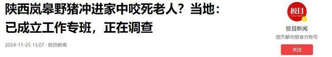 被野猪咬死老东说念主家属发声 野猪伤东说念主事件频发