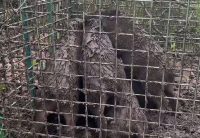 猎捕野猪为什么这么难？野猪有没有更好的处理方式