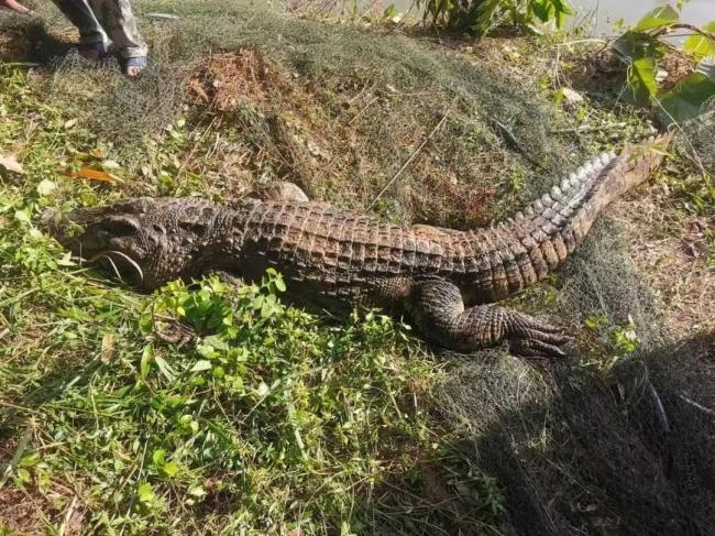 310斤鳄鱼出逃 特警开枪击毙 多部门地毯式搜查