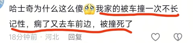 主人杀年猪 狗狗偷吃猪肉被撑死 农村年味浓引发热议