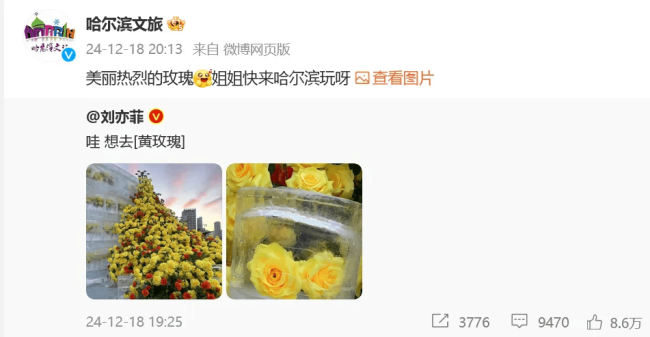 哈尔滨文旅回复刘亦菲 冰封黄玫瑰引热议