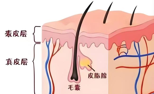 为什么头发越洗越油？医生提醒：大多数因为它，建议不要频繁洗头