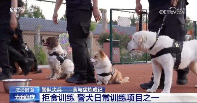 馋嘴警犬自己给自己加了个鸡腿 福仔没抵住诱惑