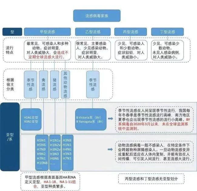 这波流感99%是甲流