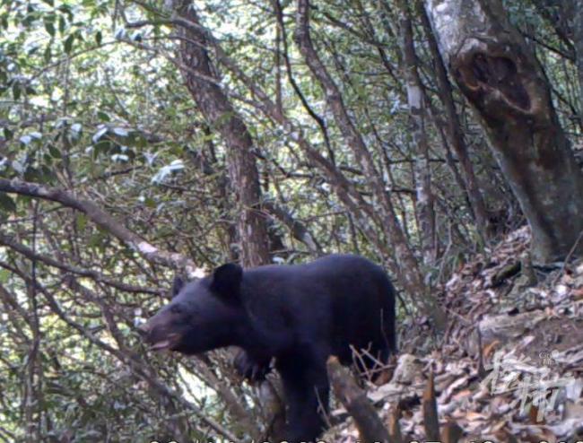 50多只野猴下山偷菜 村民圍觀 人猴和諧共處