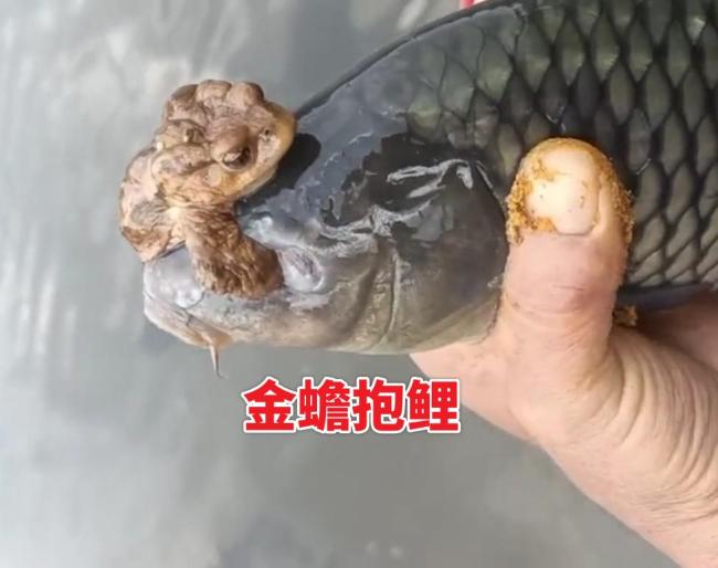 男子釣魚(yú)釣出“金蟾抱魚(yú)” 罕見(jiàn)一幕引熱議