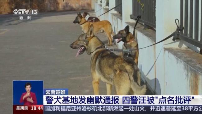 四只警犬挨個被點名通報批評