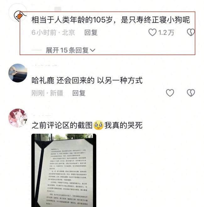 网红犬哈礼鹿去世