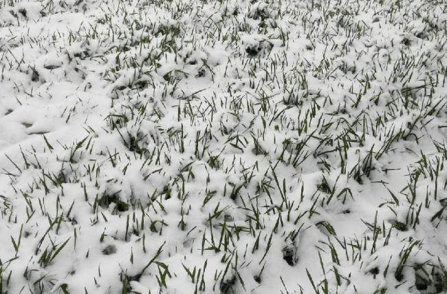 今日進(jìn)五九 晴天好還是下雪好？農(nóng)諺揭秘最佳天氣