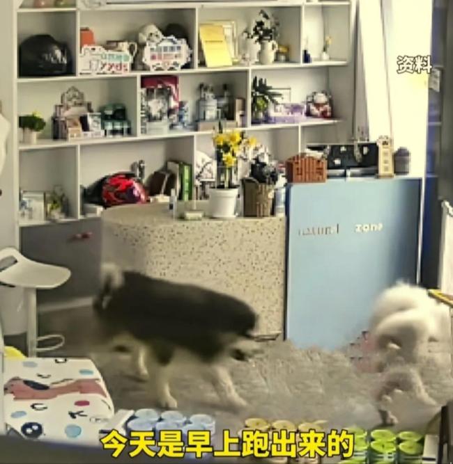 阿拉斯加犬“越獄”不忘兄弟伙 狗富貴莫相忘