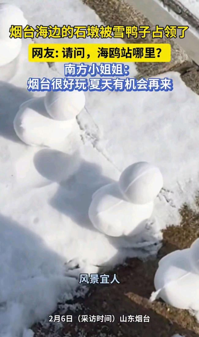 烟台海边石墩被雪鸭子占领了 冬日浪漫画卷