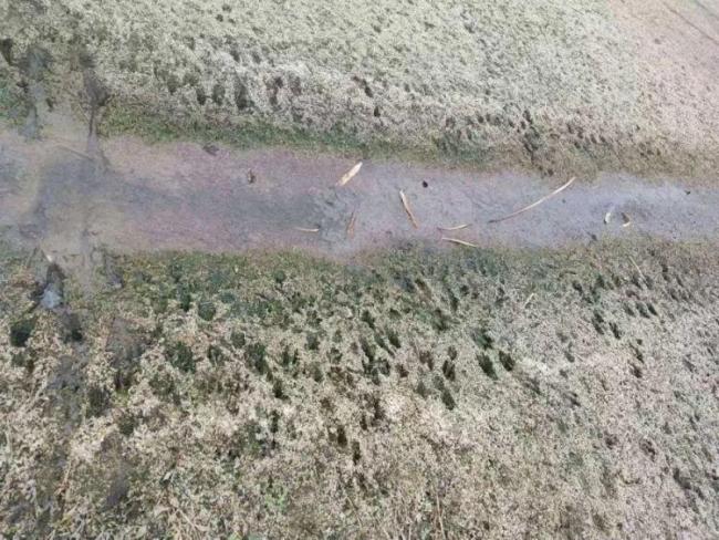 上海多地发现海狸鼠 外来物种引发生态担忧