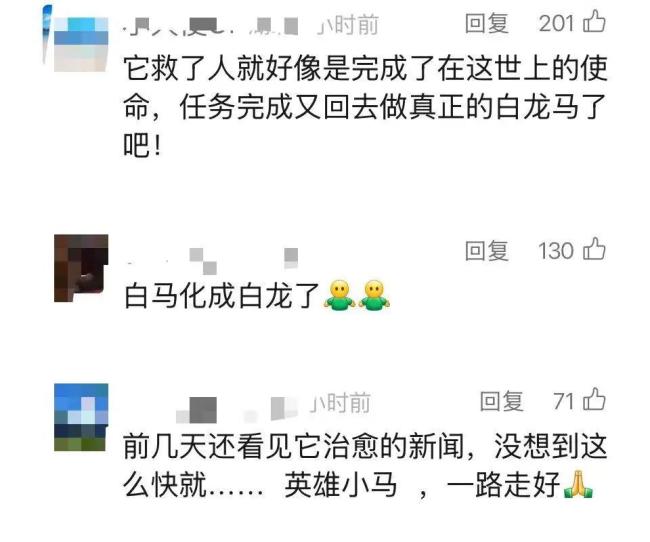 英雄白龍不幸去世 主人陪伴白龍馬最后一程