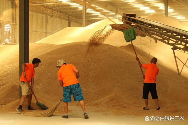 小麦价格一路上涨 市场这是要火的节奏?