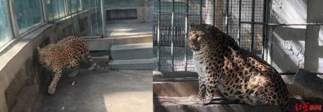 网红豹警官减肥成功 瘦身成果引游客惊叹