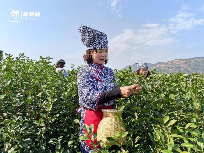 浙江进入春茶季 采茶工争分夺秒