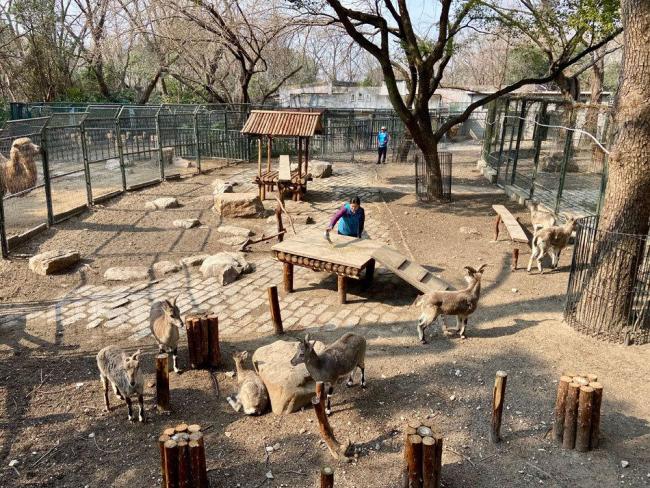 “00后”劍橋畢業(yè)生成為動物園飼養(yǎng)員,，為了事業(yè)編大材小用? 找到自己的方向