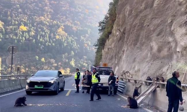 綿茂公路猴群出沒引游客投喂 安全隱患需警惕