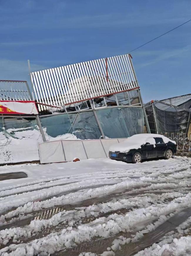 山東青州暴雪壓塌花卉市場 商戶積極開展自救