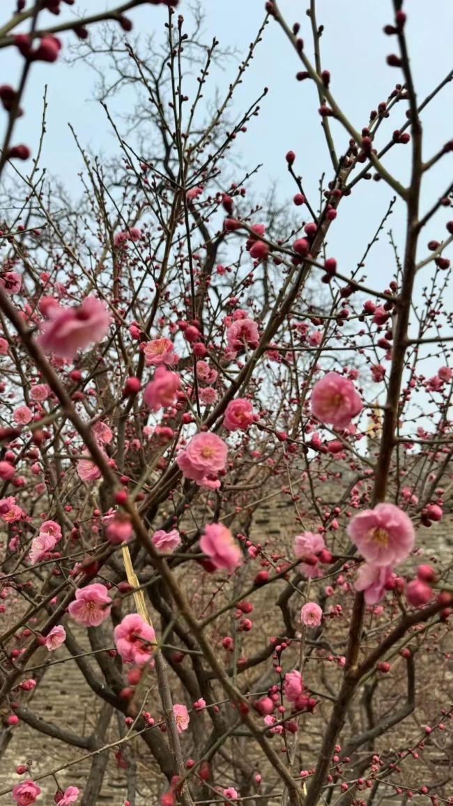 北京春日第一波梅花绽放了 古城墙下赏梅正当时