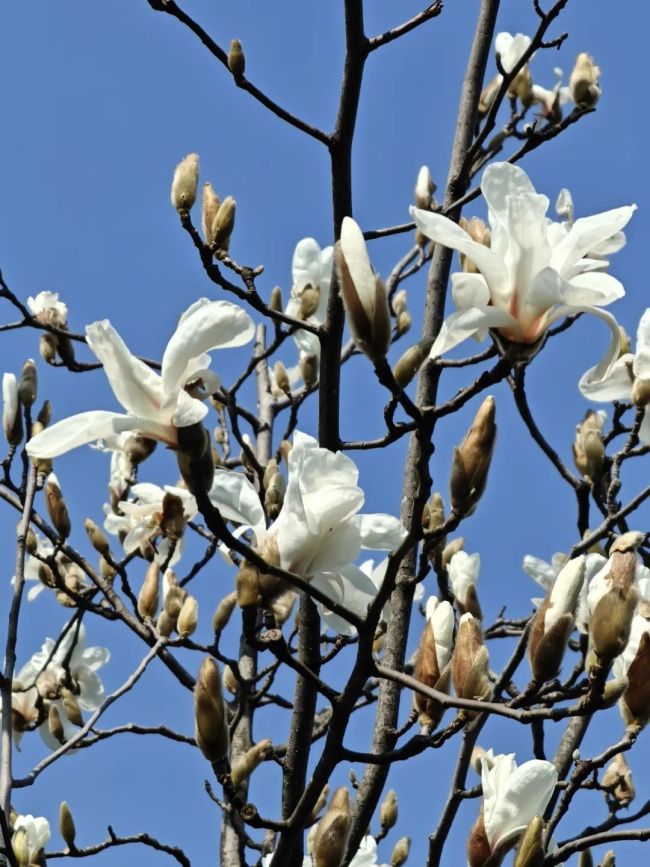 玉蘭花綻放承包春日浪漫 上海植物園迎來(lái)首波花開(kāi)