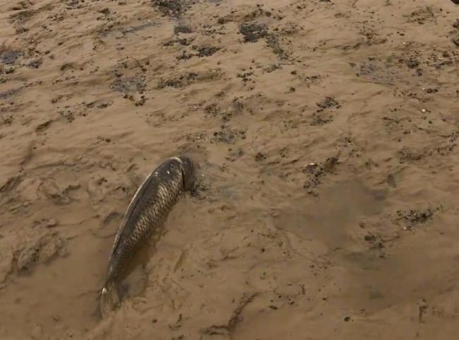 江西一河道关闸万斤大鱼搁浅 老乡半天怒捡200多斤