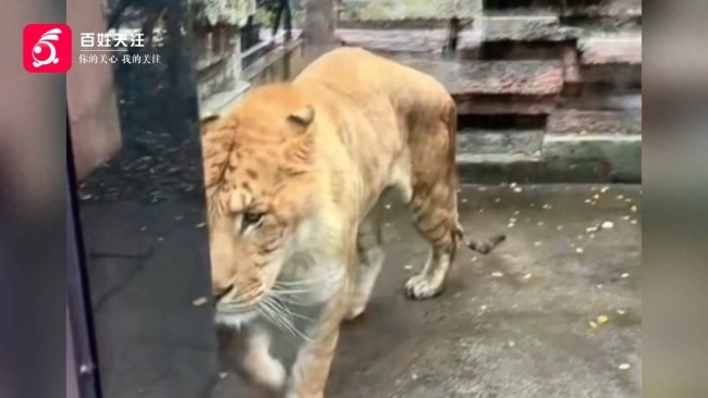 杭州動物園回應(yīng)老虎瘦成皮 老年虎恢復(fù)中