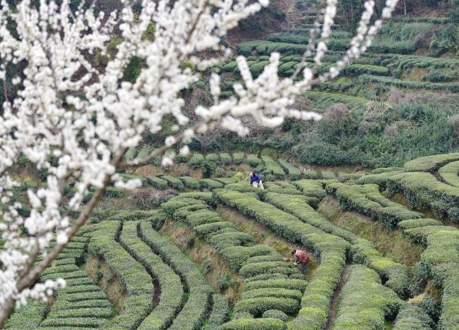 花開神州春意濃 各地賞花樂