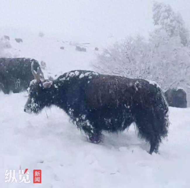 四川金川持續(xù)下雪致牦牛吃草困難