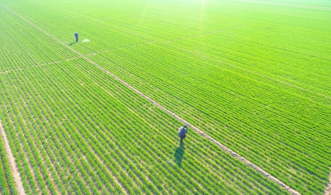 春分的分是啥意思,？春分,，為何怕晴天？