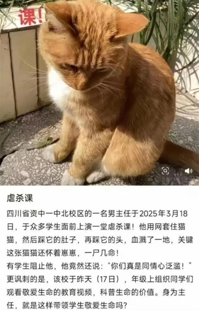 老师当学生面虐猫是教育的负面示范