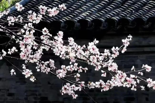 长城脚下桃花海错过等一年 赏春花品文化