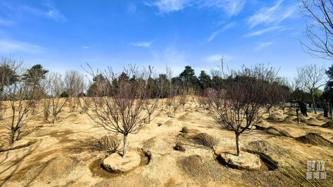 時政新聞眼丨參加首都義務(wù)植樹活動,，習(xí)近平為何強調(diào)這三個關(guān)鍵詞？