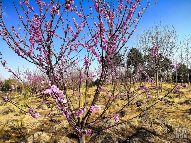 時政新聞眼丨參加首都義務(wù)植樹活動,，習(xí)近平為何強調(diào)這三個關(guān)鍵詞？